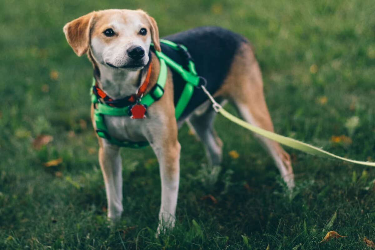 Train Pet Dog: Dogwidgets Training Collar