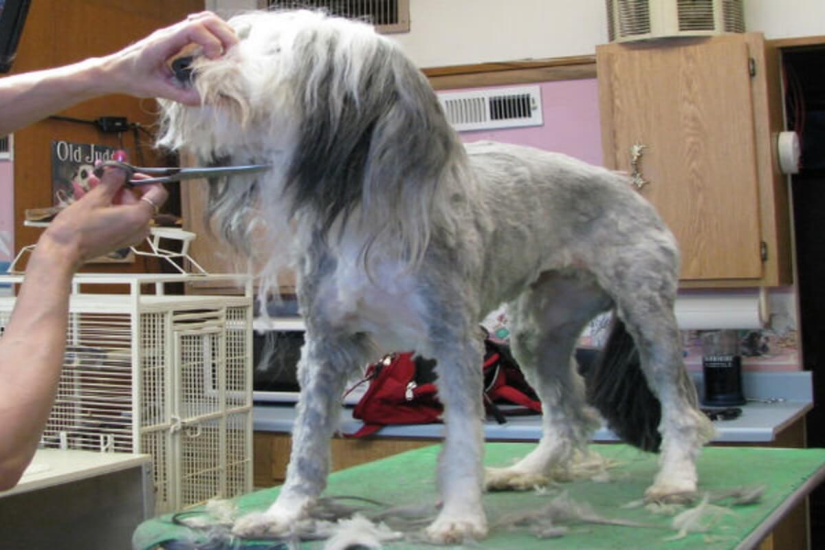 The First Step In The Dog Grooming Procedures