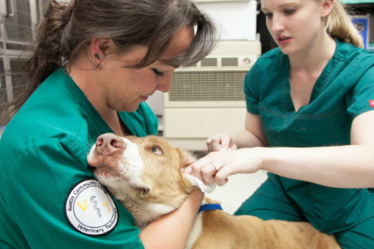 How To Choose A Best Professional Veterinarian