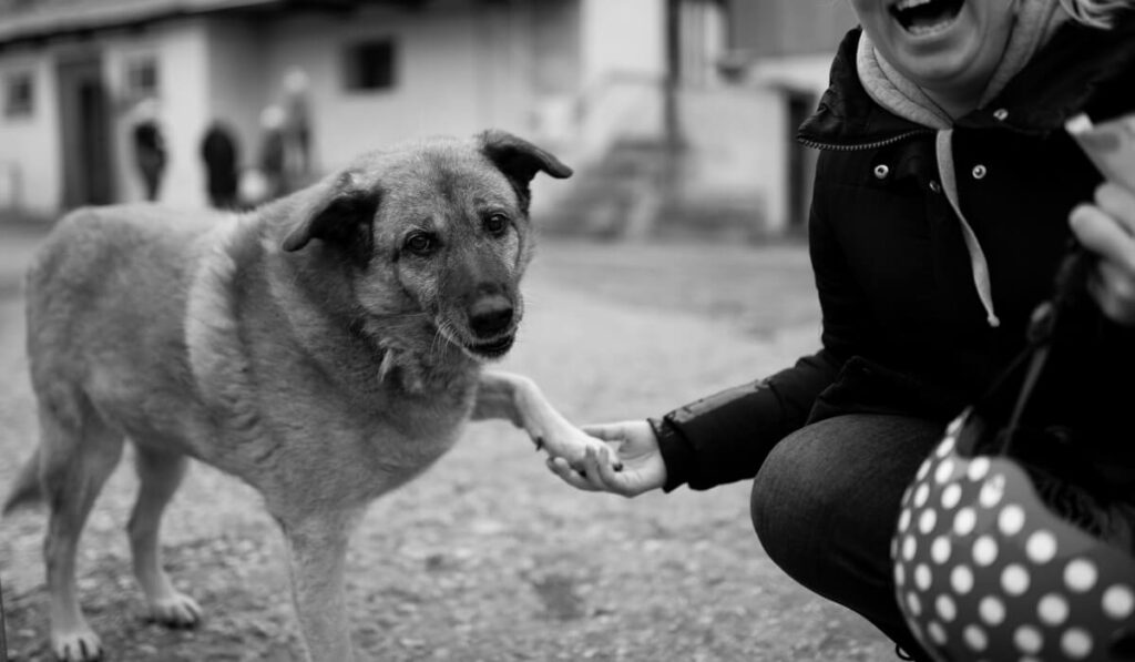 dog obedience