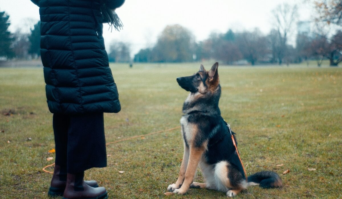 The Ultimate Guide to Dog Training: Expert Tips and Techniques